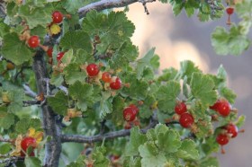 Viaszribiszke - ribizli - ribiszke, Ribes cereum, fagytűrő, télálló, gyümölcs